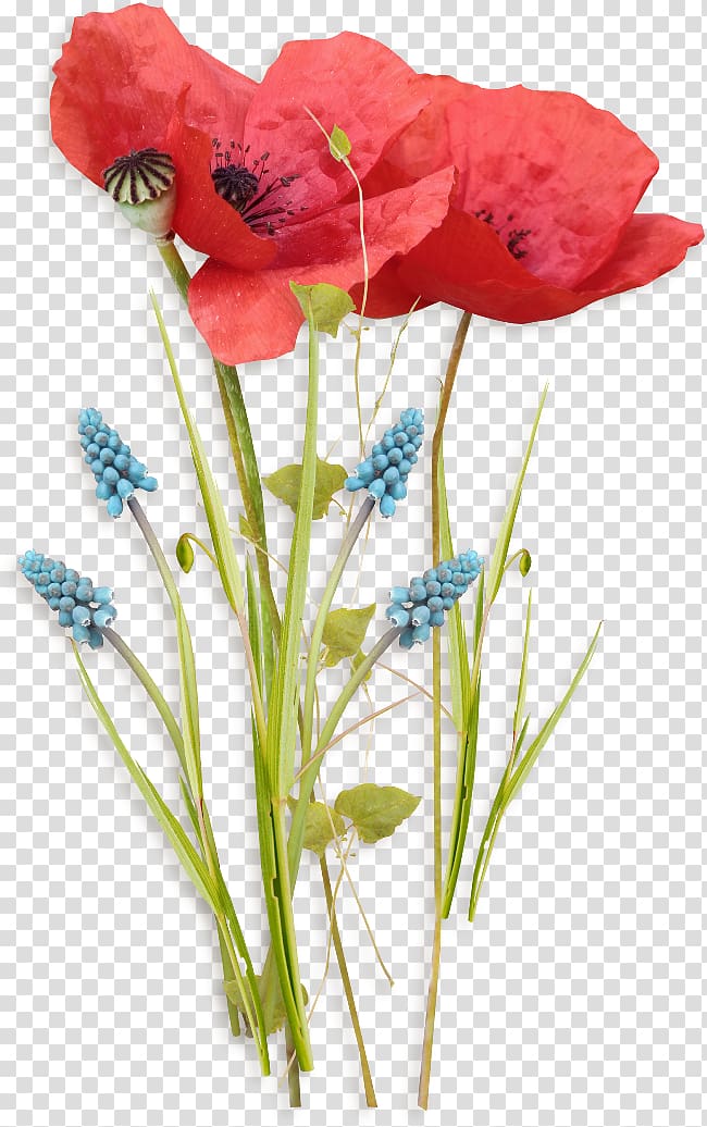 Birthday Poppy Flower Watercolor painting, Birthday transparent background PNG clipart