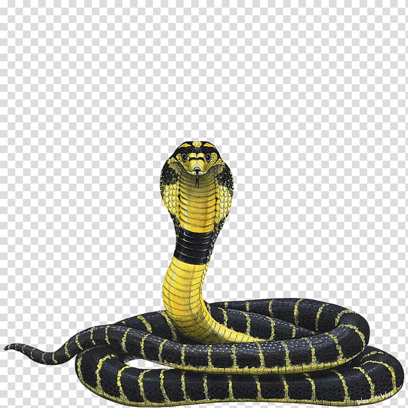 yellow and black cobra illustration, Snake Indian cobra King cobra Reptile, cobra transparent background PNG clipart