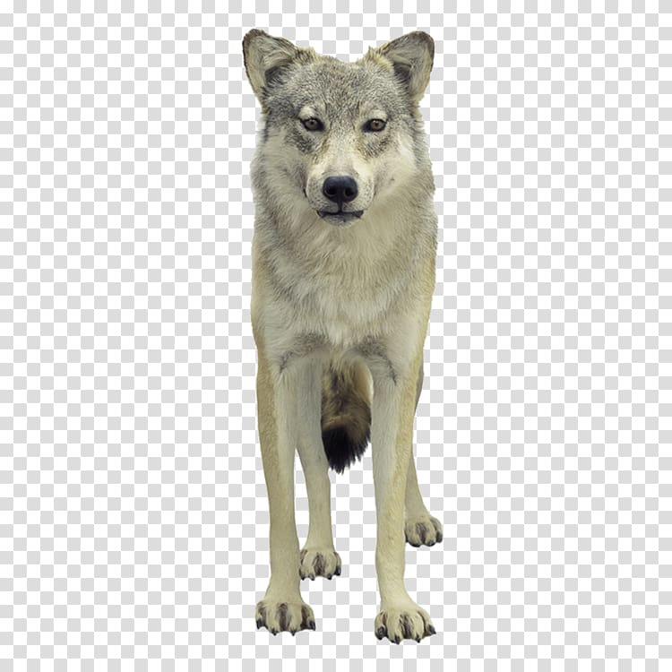 Tundra wolf Poster, Wolf transparent background PNG clipart