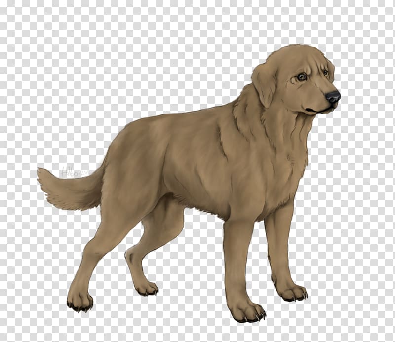Golden Retriever Labrador Retriever Ancient dog breeds Companion dog, labrador retriever mix transparent background PNG clipart