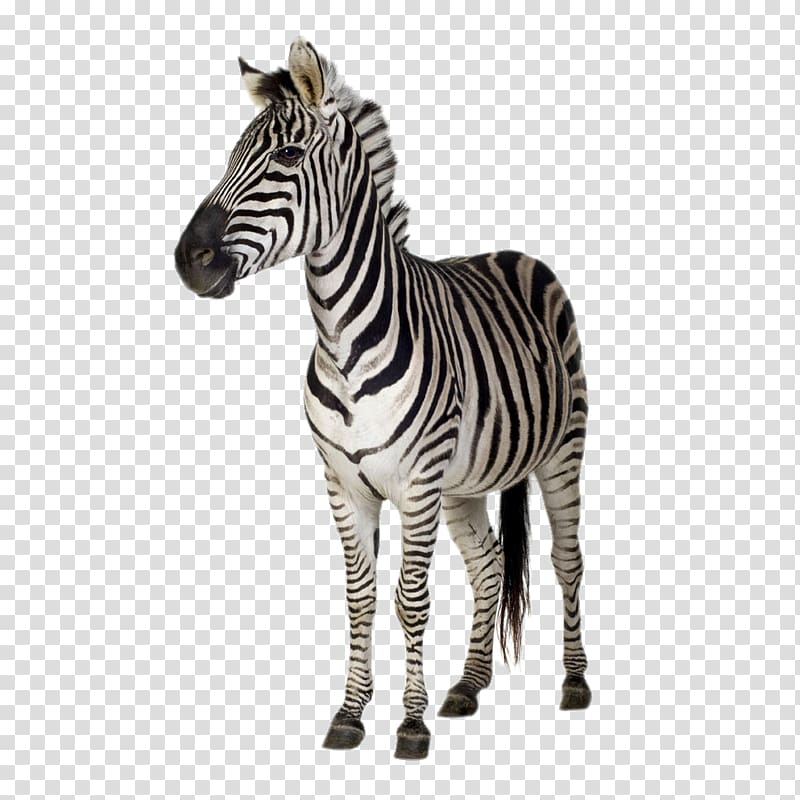 zebra , Burchells zebra Stripe Wall decal, HD Zebra transparent background PNG clipart