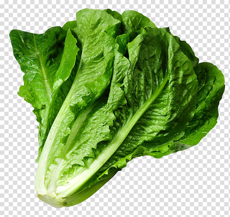 lettuce leaf clip art