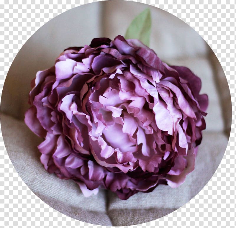 Cabbage rose Peony Purple Cut flowers Hortênsia Rosa, peony transparent background PNG clipart