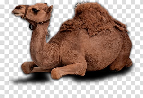 Camel transparent background PNG clipart