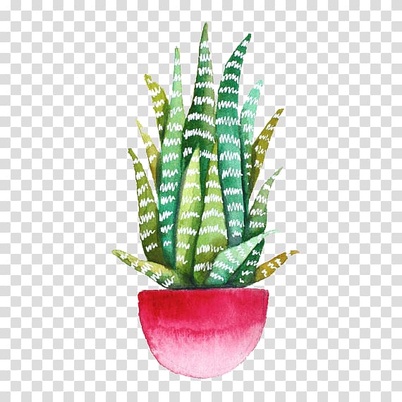 green plant illustration, Echeveria agavoides Drawing Cactaceae Succulent plant Watercolor painting, Hand-painted beautiful Aloe plant material transparent background PNG clipart