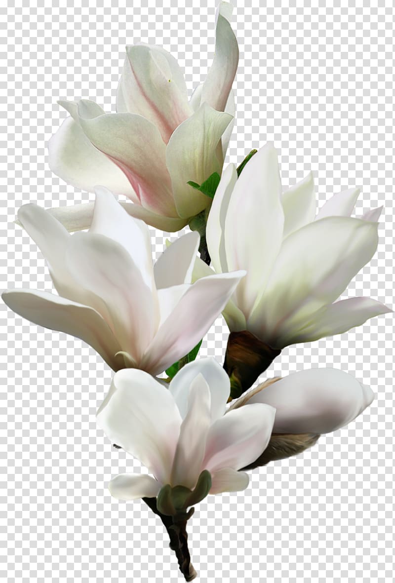 Flower Art , pedicure transparent background PNG clipart