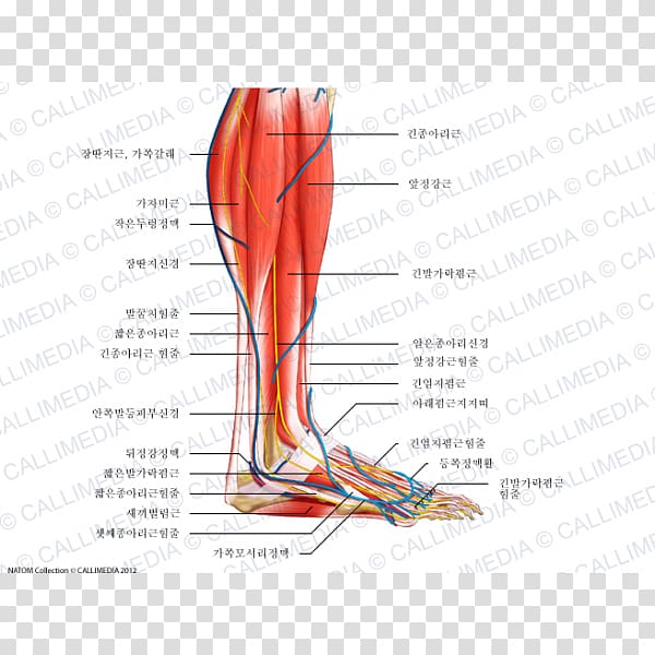 Human leg Muscle Nerve Vein Crus, chinese arch transparent background PNG clipart