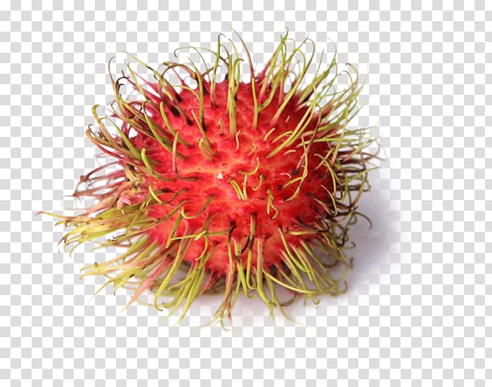 red rambutan fruit, Rambutan Nephelium chryseum Fruit Lychee Eating, Free to pull the material rambutan transparent background PNG clipart