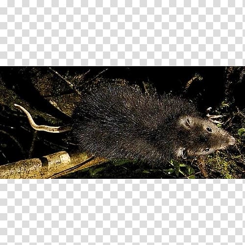 Mouse Common opossum Muskrat Snout Porcupine, mouse transparent background PNG clipart