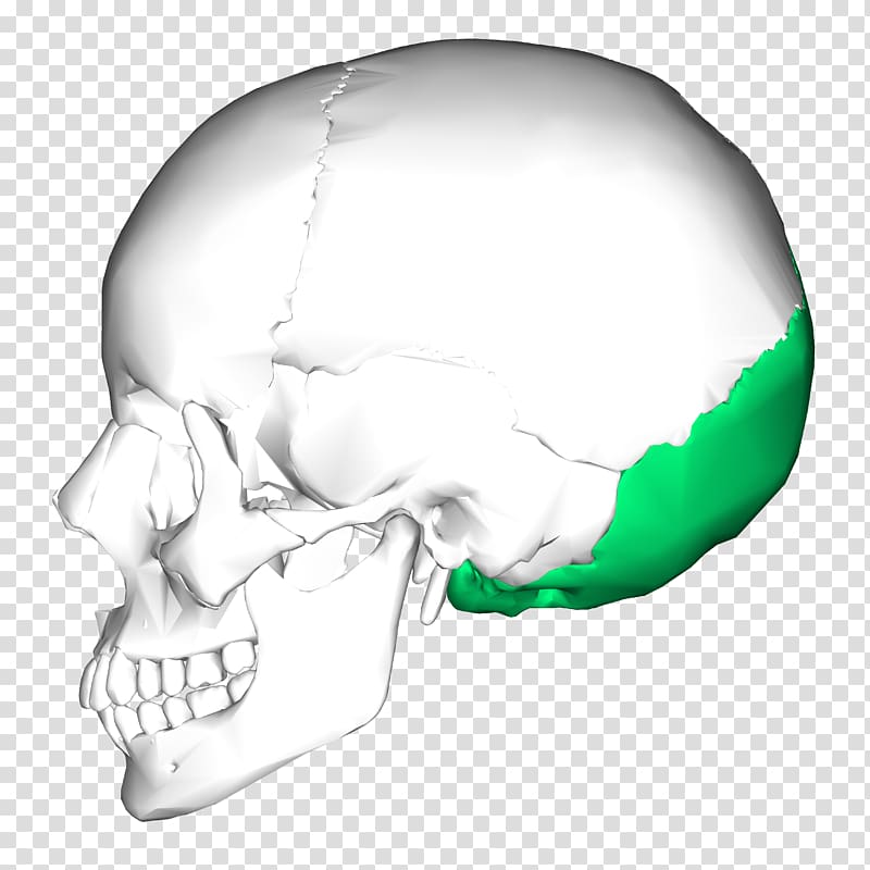 Temporal bone Occipital bone Skull Temporal lobe, bony transparent background PNG clipart