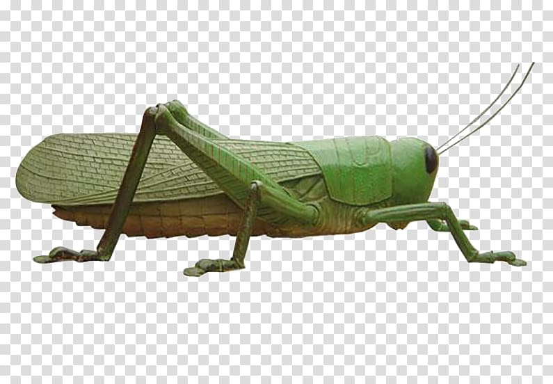 Grasshopper Locust Insect Caelifera, Grasshopper transparent background PNG clipart