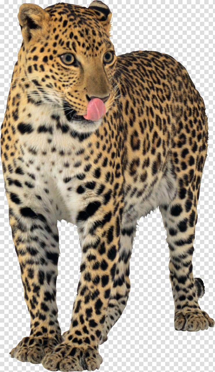 Jaguar transparent background PNG clipart