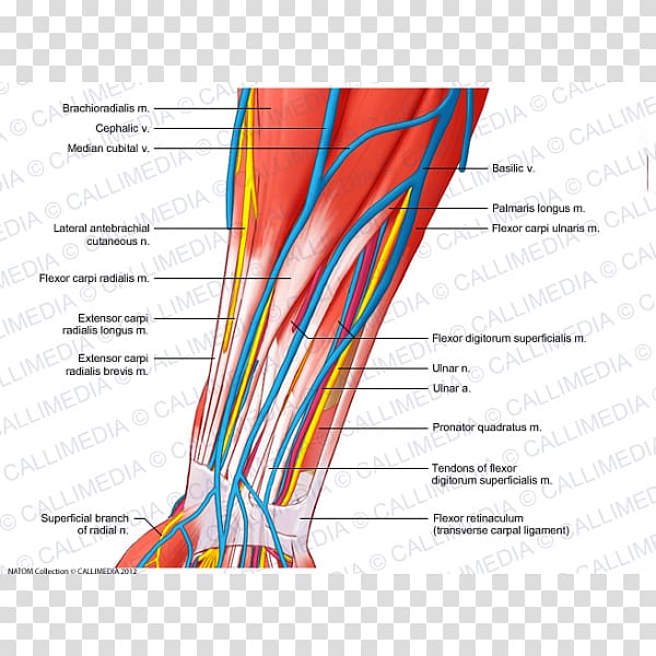 Nerve Blood vessel Forearm Muscle Vein, basilica transparent background PNG clipart