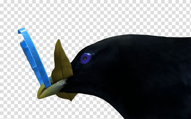 black bird , Lemme Smash Blue transparent background PNG clipart