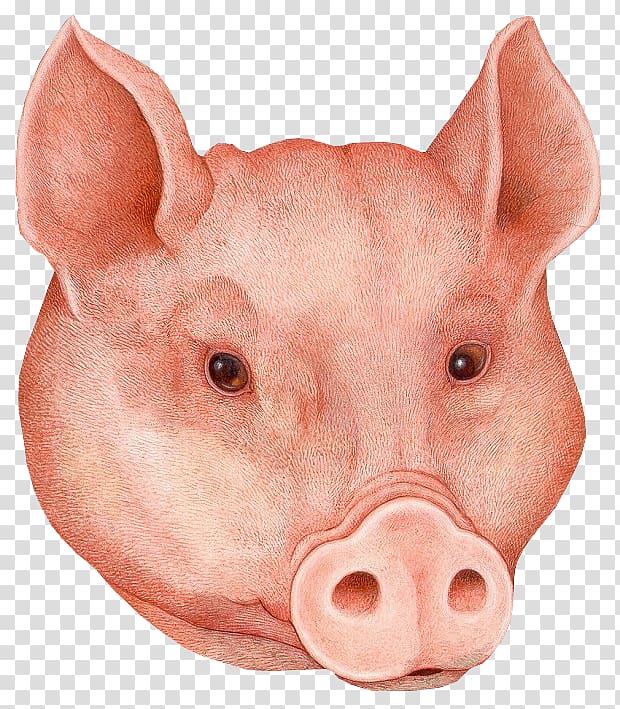 Domestic pig Мертвые хорошо пахнут: [сборник] Mask Drawing, pig transparent background PNG clipart