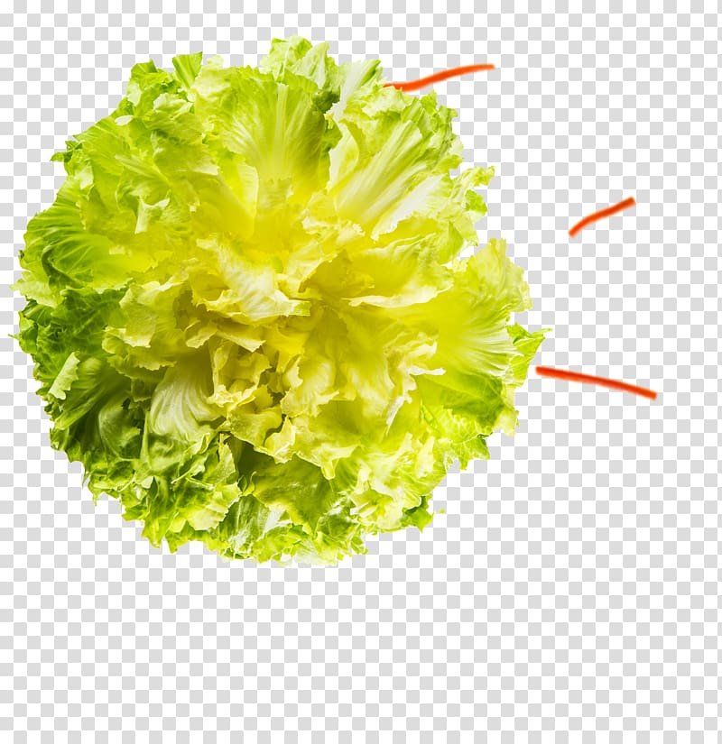 Lettuce Endive, rucola transparent background PNG clipart