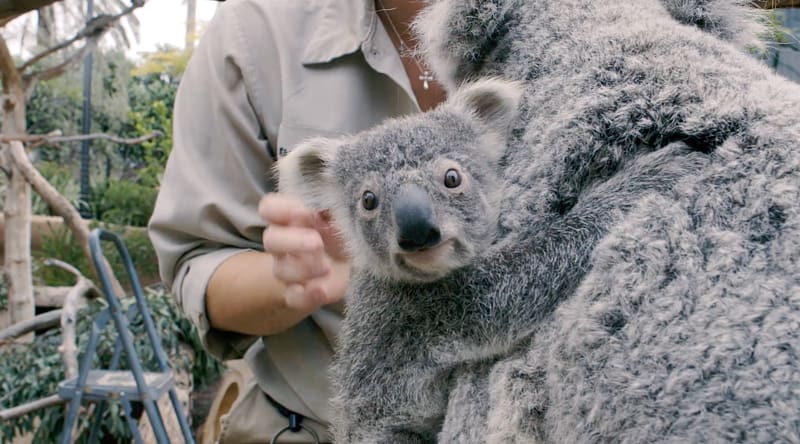 Baby Koalas Outback San Diego Zoo Great Plains Zoo, koala transparent background PNG clipart