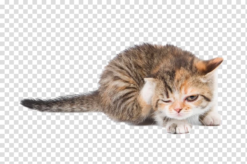 meng pet cat transparent background PNG clipart