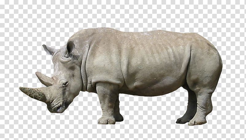 Rhinoceros Animal Wildlife Mammal, rhino transparent background PNG clipart