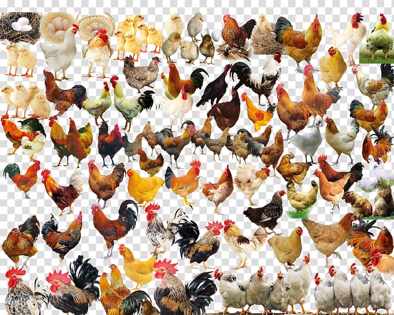 Chicken Rooster, All kinds of kinds of chicken transparent background PNG clipart