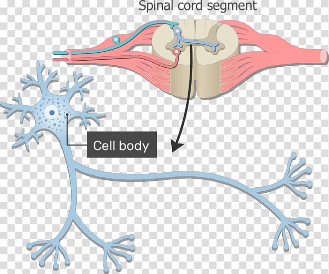 Neuron Soma Nervous system Axon Dendrite, germ cell body transparent background PNG clipart