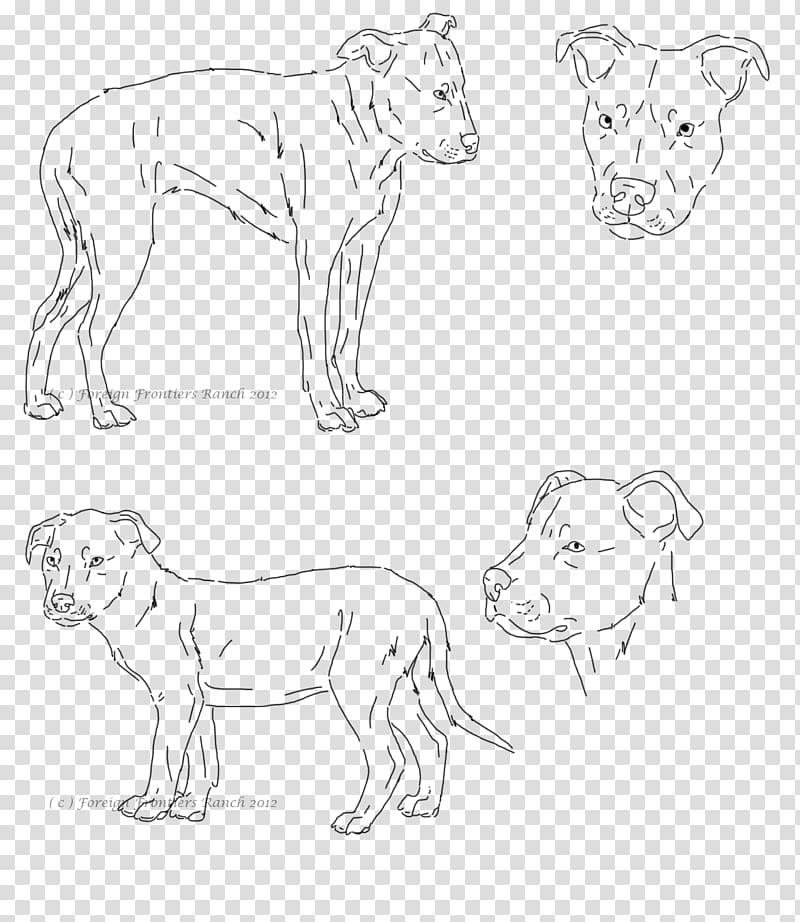 Pit bull Drawing Cat Lion Art, pitbull transparent background PNG clipart