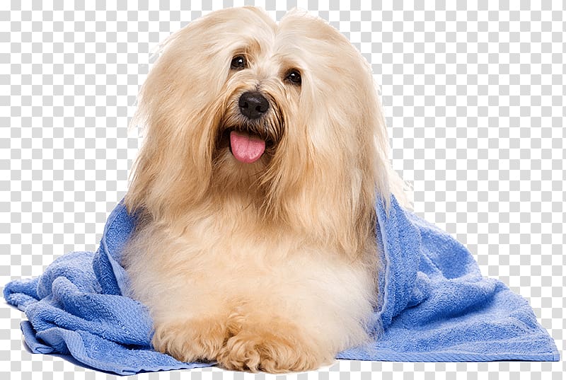 Havanese dog Cat Bichon Frise Yorkshire Terrier Dog grooming, Cat transparent background PNG clipart