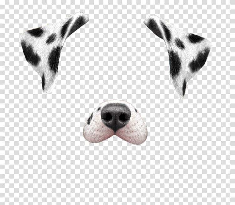 Dalmatian dog Puppy Snapchat Dancing Hot Dog, posters aesthetic beauty salons transparent background PNG clipart