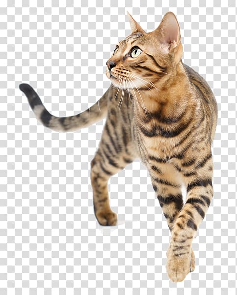 Dragon Li Bengal cat American Shorthair Toyger European shorthair, others transparent background PNG clipart