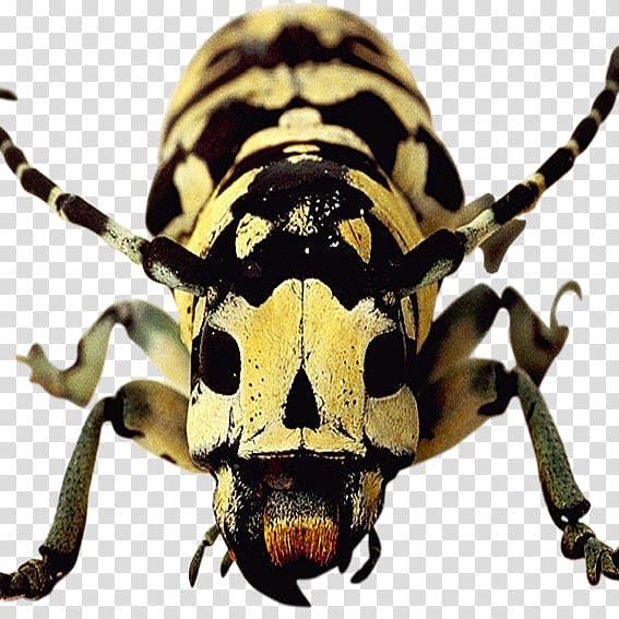 Longhorn beetle Weevil Scarab Terrestrial animal, Spotted beetles transparent background PNG clipart