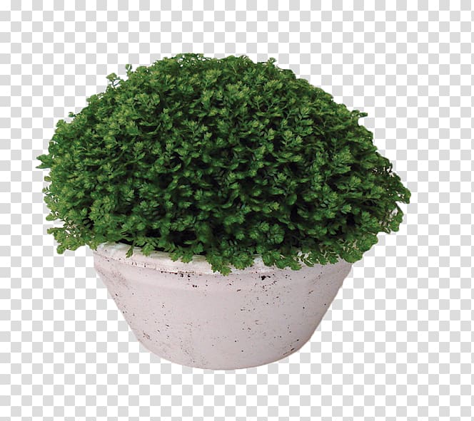 Moss Houseplant Flowerpot Ornamental plant, monstera transparent background PNG clipart