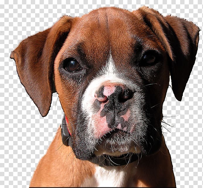 Valley Bulldog Boxer Dog breed Dogo Argentino, puppy transparent background PNG clipart