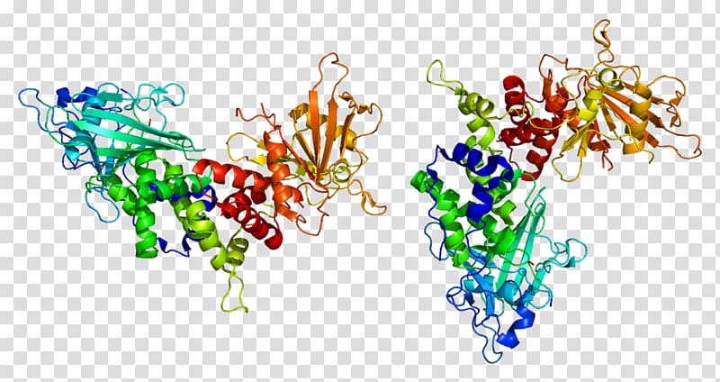 PTPRC Antigen Protein tyrosine phosphatase Protein Data Bank, Human Leukocyte Antigen transparent background PNG clipart