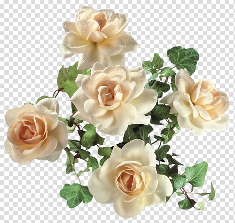 white petaled flowers, Garden roses Flower, White roses transparent background PNG clipart