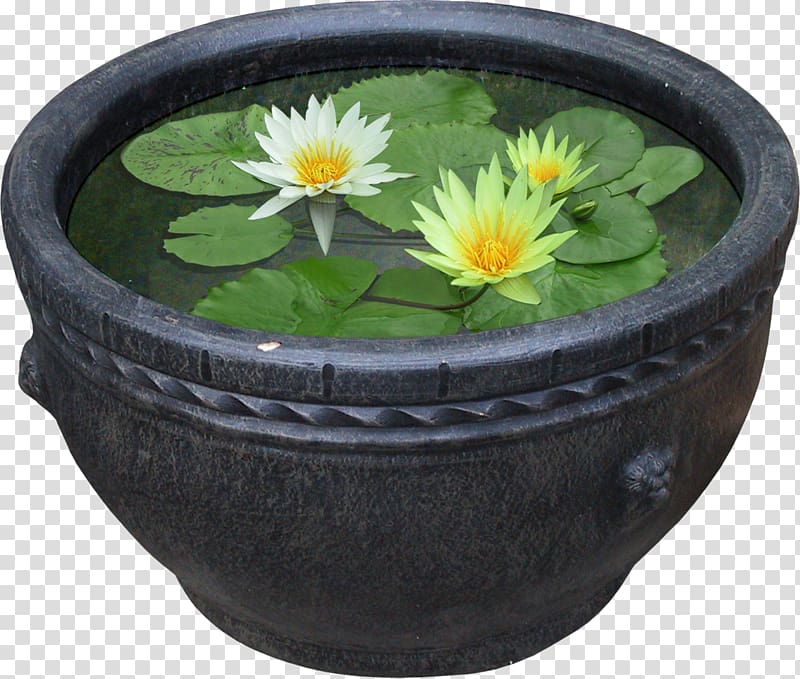 Nelumbo nucifera Flowerpot Plant Water lilies Pygmy water-lily, water lilies transparent background PNG clipart