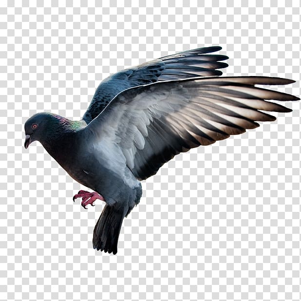 Domestic pigeon Computer Icons Desktop , others transparent background PNG clipart