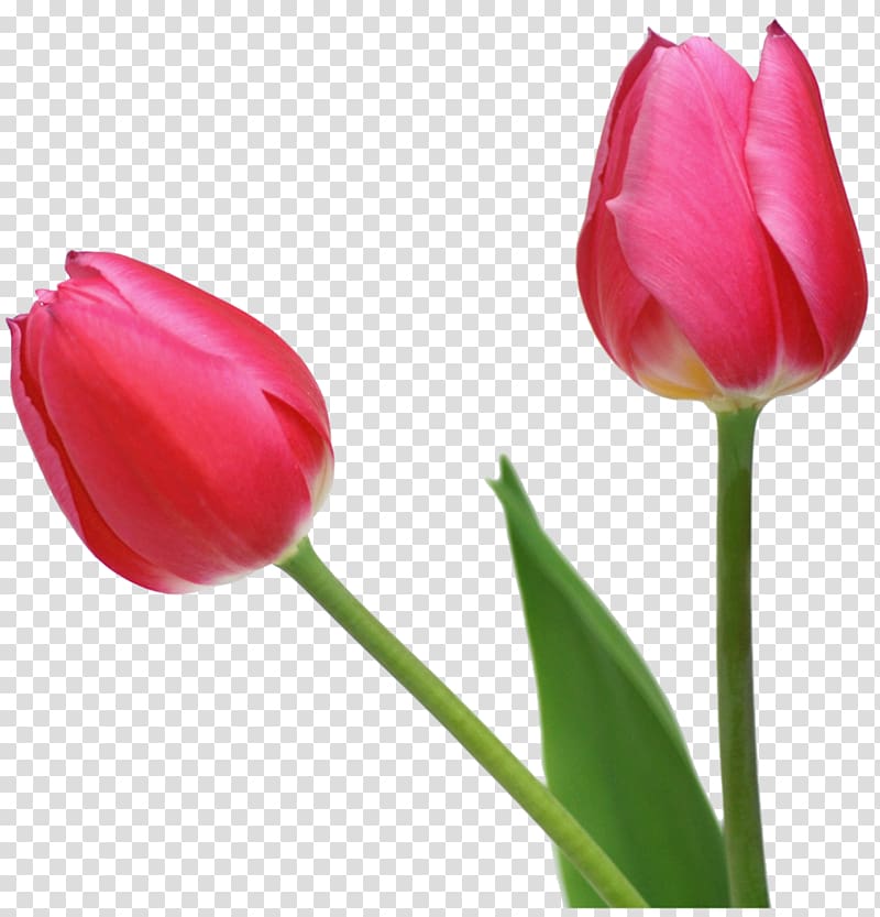 Tulip transparent background PNG clipart