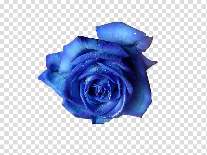 blue rose flower, Blue rose Flower , Romantic aesthetic BLUELOVER transparent background PNG clipart
