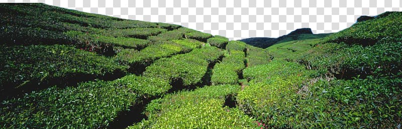 Green tea Tea garden, Green tea field transparent background PNG clipart