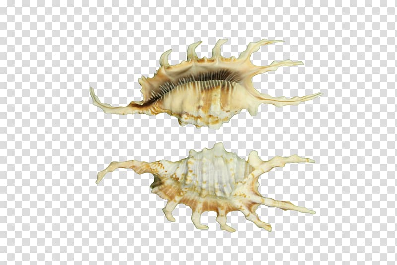 Pecten Seashell Conch Shells Collector Invertebrate, conch transparent background PNG clipart