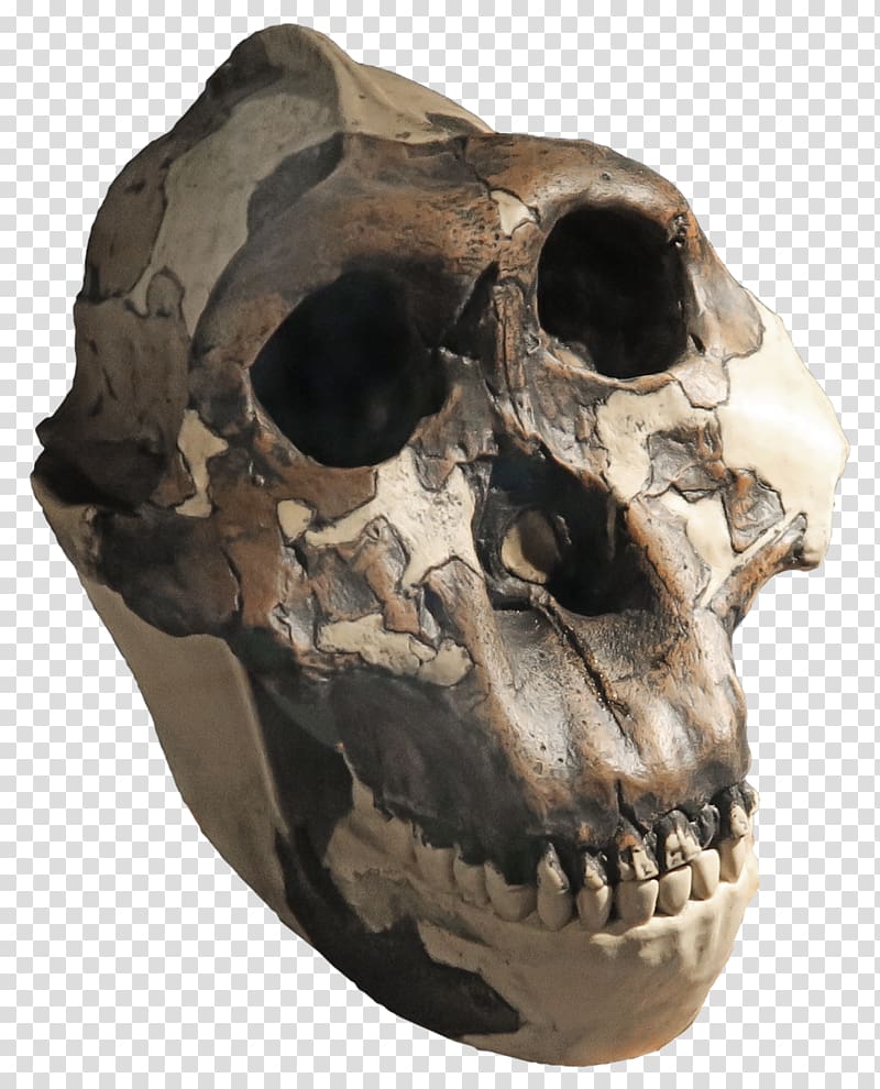 Skull Skeleton Paranthropus boisei Paranthropus aethiopicus Southern ape, skull transparent background PNG clipart