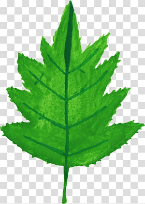 Leaf Watercolor painting Plant stem, Leaf Watercolor transparent background PNG clipart thumbnail