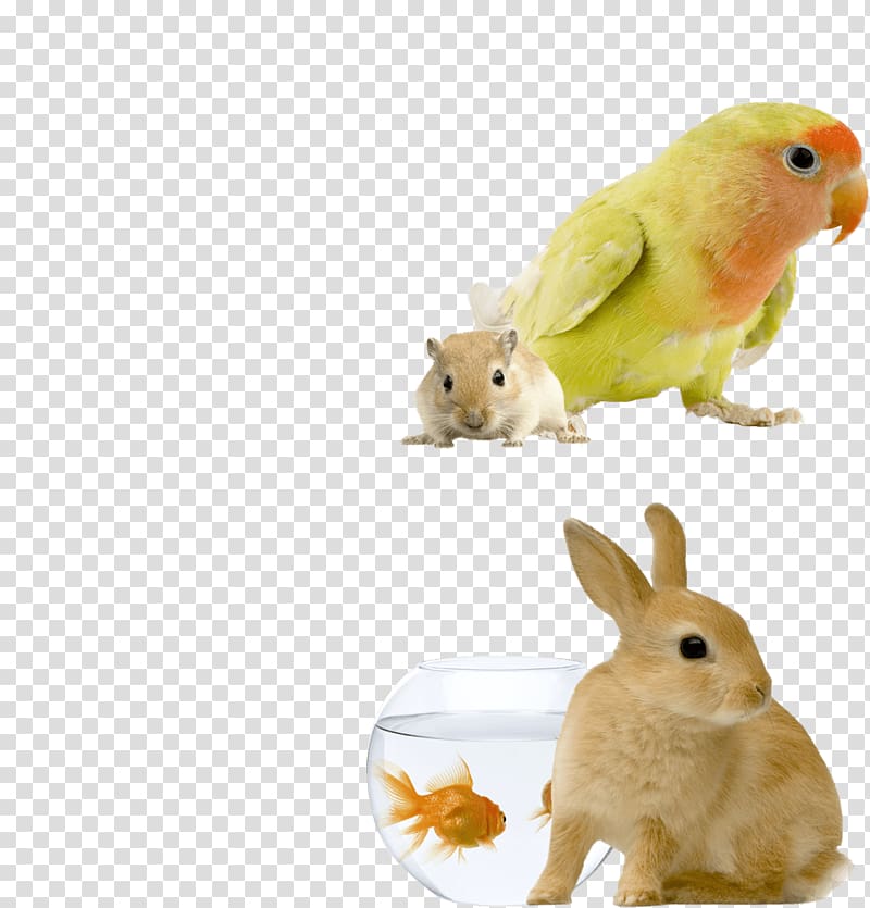 Domestic rabbit Bird European rabbit Budgerigar Pet sitting, Bird transparent background PNG clipart