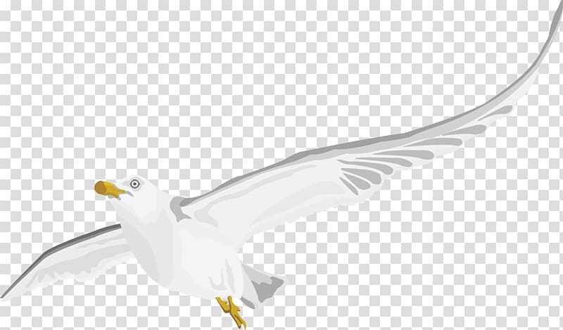 White, Peace pigeon decorated exquisite transparent background PNG clipart