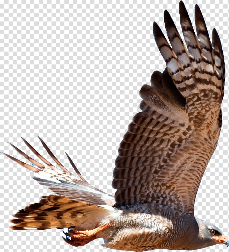 Bird of prey Hawk Accipitriformes Falcon, Hawk transparent background PNG clipart