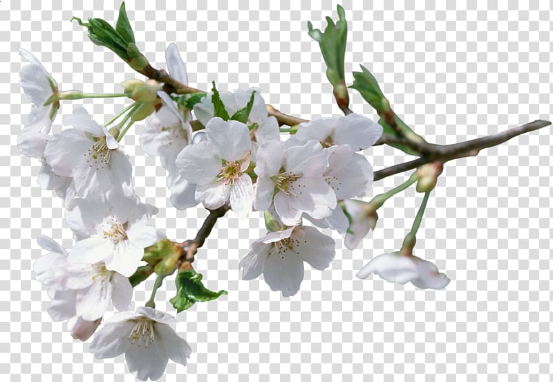 Cerasus Flower , cherry blossom transparent background PNG clipart