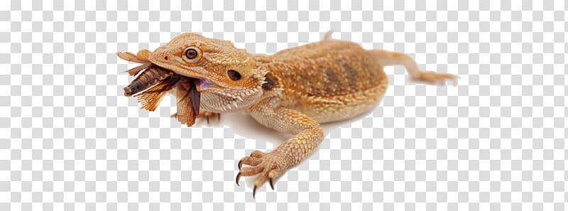 Lizard Bearded dragons Eating, Bearded Dragon transparent background PNG clipart