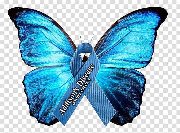 Addison\'s disease Adrenal insufficiency Adrenal crisis Awareness ribbon, Adrenal Gland transparent background PNG clipart