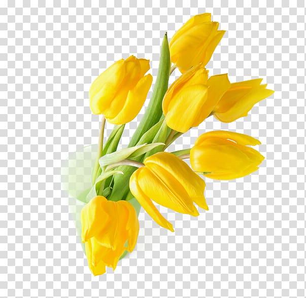 Indira Gandhi Memorial Tulip Garden Tulipa gesneriana Flower Yellow , Yellow tulip flower arrangement transparent background PNG clipart