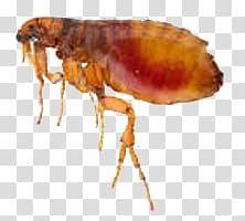 Flea transparent background PNG clipart